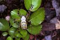 Argiope_bruennichi_F1902_Z_88_Les Gris_Frankrijk